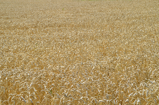 Boundless infinite limitless farms or large agricultural land with golden yellow wheat crop ready for harvest or harvesting in Norfolk, England, UK, also making a beige golden brown colored background.