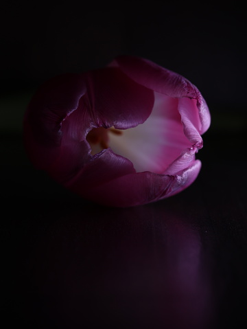 Tulp verlicht, donkere achtergrond, macro, foto kunst.