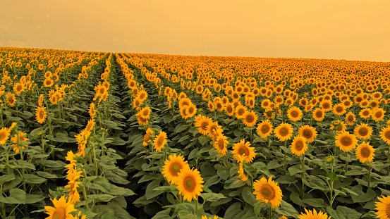 Vast Expanse of Sunflower Field Stretching into the Distance,its Bright Yellow Petals Basking in the Warm Glow of the Setting Sun,Creating a Picturesque Scene that Evokes a Sense of Tranquility and Beauty.