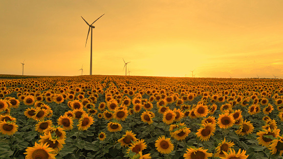 Sunflower Farm Creating Breathtaking Picture of Harmony with Nature with Wind Turbines Against the Colorful Canvas of the Sunset Sky.
