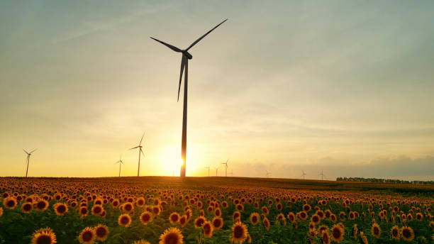 광활한 해바라기 농장에서 작동하는 풍력 터빈 - wind turbine austria field yellow 뉴스 사진 이미지