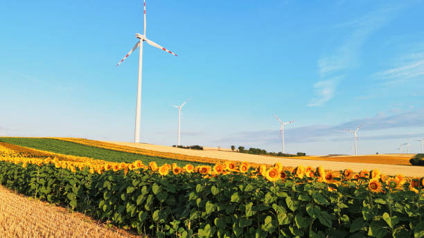 화창한 날 풍력 터빈이 있는 들판에 피는 해바라기 - wind turbine austria field yellow 뉴스 사진 이미지