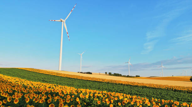 맑은 하늘 아래 풍력 터빈이 있는 해바라기 밭 - wind turbine austria field yellow 뉴스 사진 이미지