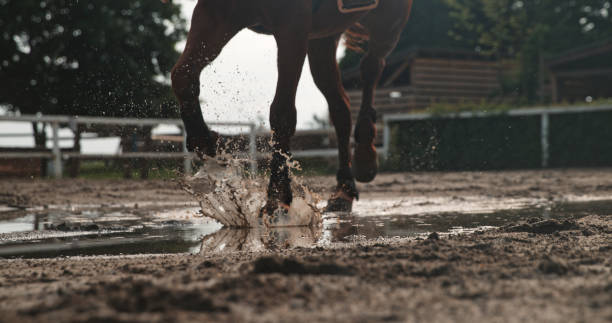 istock Horse Gallops Through Puddle,Hooves Skimming,Water Splashing 2025390802
