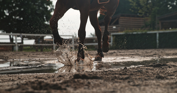 The Horse Races Through A Puddle,Its Hooves Skimming The Water's Surface,Sending Up Splashes