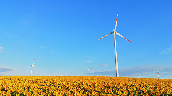 Rows of Sunflowers Standing Tall,their Golden Petals Stretching towards the Sky,Nearby Sleek Wind Turbines Capturing the Wind's Energy on Picturesque Day at Farm.