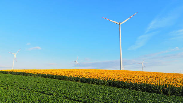 화창한 날에 장엄한 풍력 터빈이 있는 화려한 해바라기 농장 - wind turbine austria field yellow 뉴스 사진 이미지