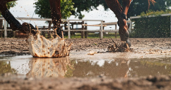 Horse Gallops Through A Puddle,Touching The Water With Its Hooves And Raising Splashes.