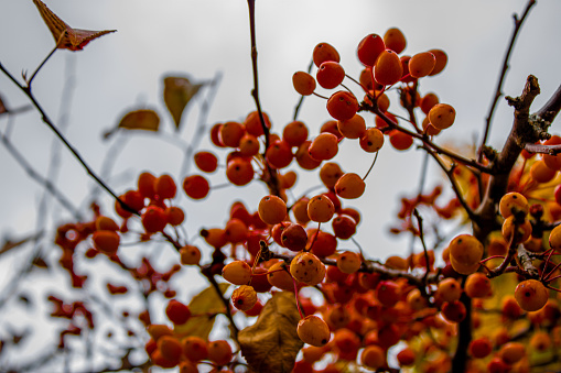 Red Berries budding from a tree in the spring