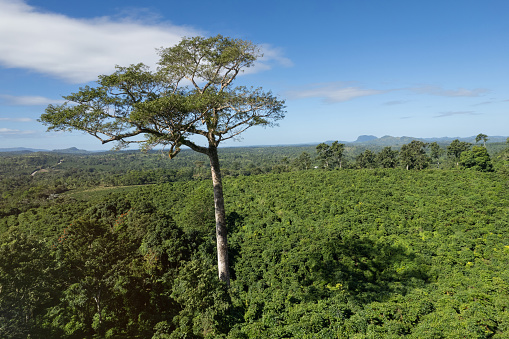 One tall tropical tree on green landscape aerial drone view