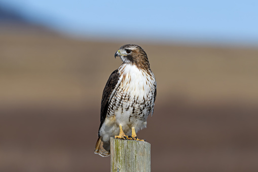 Red-tailed hawk on a post. It is a bird of prey that breeds throughout most of North America, and it is one of the most common members within the genus of Buteo in North America or worldwide.