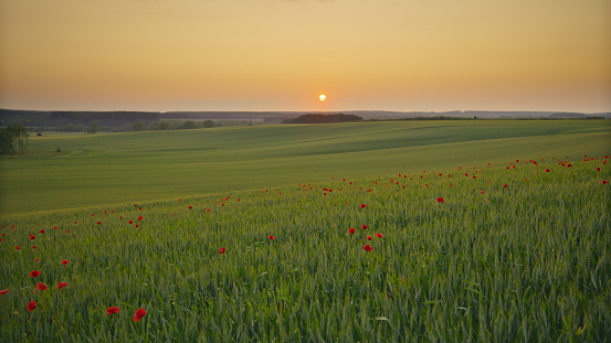 Nature's Elegance: Lush Wheat Fields Adorned With Bright Red Poppies Under A Sunset-Kissed Sky