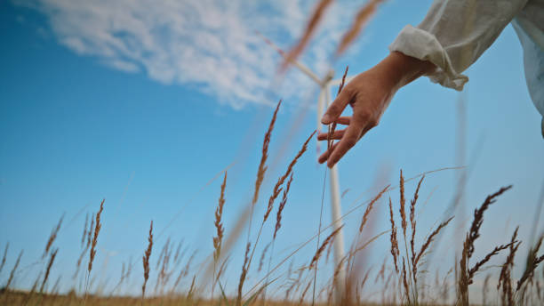 Woman's Hand Touching Crops with Wind Turbine in Background