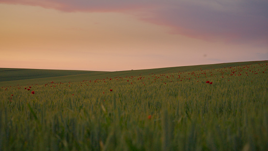 Amidst the Golden Glow of Sunset,Witness the Breathtaking Sight of Poppies in Full Bloom Adorning a Lush Green Wheat Field,Set against the Backdrop of the Expansive Sky. This Scenic Vista is a Celebration of Nature's Vibrant Colors and the Serene Beauty of Dusk