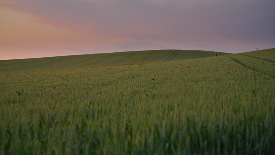 Capture the Enchanting Moment as the Sun Sets Behind a Scenic View of a Green Poppy Wheat Field against the Vast Expanse of the Sky. This Serene Vista Radiates with the Vibrant Hues of Nature,Offering a Breathtaking Glimpse