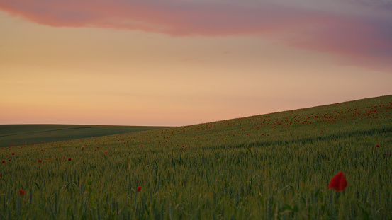 Under the Soothing Glow of Dusk,Behold the Tranquil Beauty of a Lush Green Poppy Wheat Field Stretching Towards the Horizon Against the Serene Backdrop of the Sky. This Peaceful Scene Invites Contemplation and Appreciation of Nature's Timeless Grace