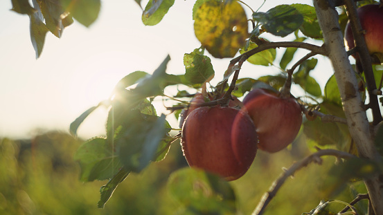 In the Crisp Sunlight of a Sunny Day,a Close-Up shot Captures the Beauty of Fresh Red Apples Growing on a Tree in a Farm,Each Fruit a Testament to Nature's Bounty and Vitality.