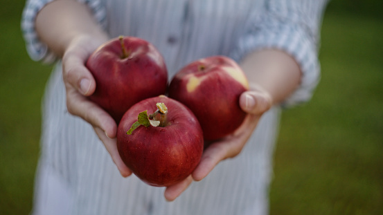 Captured in a Close-Up Shot,a Female Farmer Showcases her Freshly Harvested Organic Apples,Each Fruit a Testament to the Nurturing Care and Hard Work Invested in the Farm's Cultivation.