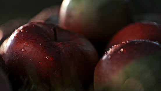 Delicate Water Drops Adorn Fresh Organic Ripe Apples in the Farm,Captured in a Close-Up Shot,Each Droplet a Testament to the Natural Purity and Vitality of the Orchard's Harvest.