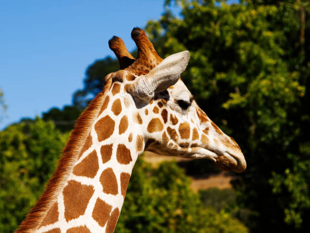 istock Giraffe Head And Neck In Profile With Trees And Blue Sky 2025400023
