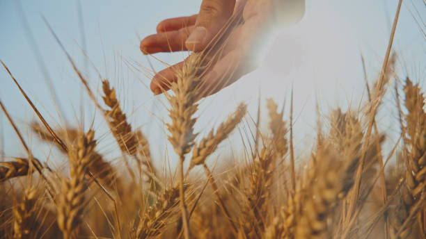 istock Farmer Hand Delicately Touching Wheat Ears In A Field At Sunset 2025401640