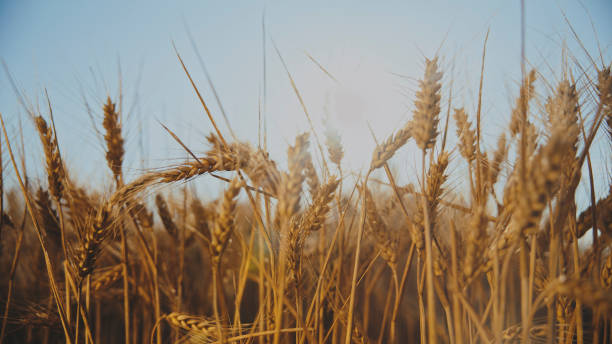 istock Fresh Wheat Ears Growing On Field Under Clear Sky 2025402092
