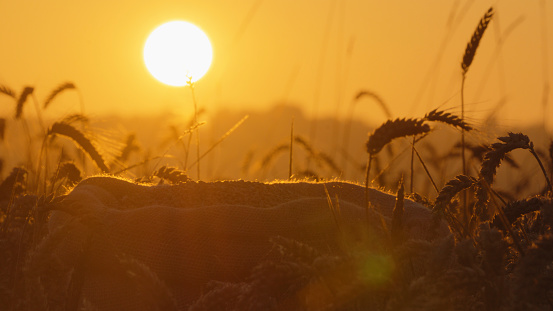 As The Sun Sets On The Rural Field,A Jute Sack Brimming With Grains Stands Amidst Golden Ears Of Wheat,Capturing The Essence Of A Bountiful Harvest