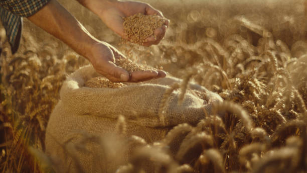 istock Farmer Inspecting Freshly Harvested Grains In Wheat Field 2025404374