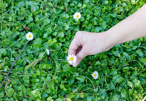 A hand holds and picks a small daisy against a background of green grass on a sunny day