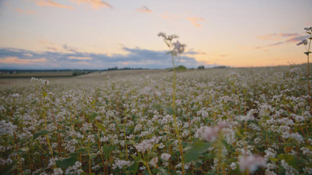 Flowering Buckwheat Crops Thrive In A Field,Set Against A Cloudy Sky,Casting A Serene Glow During The Sunset