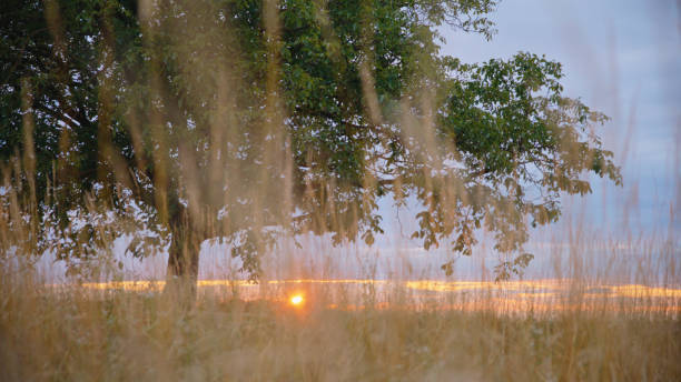 Lone Tree Stands Proudly In A Wide Meadow Filled With Tall Grass. As The Sun Sets,It Bathes The Tree In A Soft Glow,Creating A Bold Silhouette Against The Evening Sky