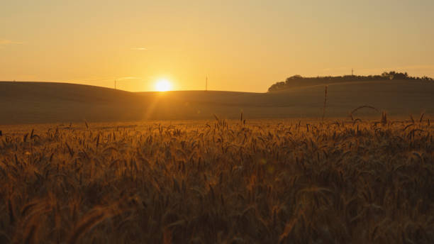 istock Serene Sunset,Golden Glow Over Wheat Field 2025413023