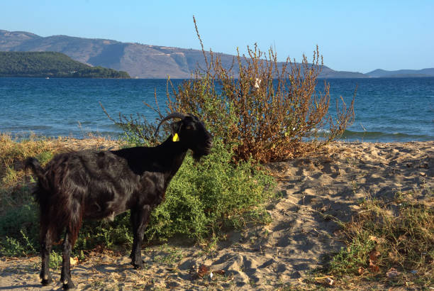 istock view of goat on sandy dune against sea 2025413029