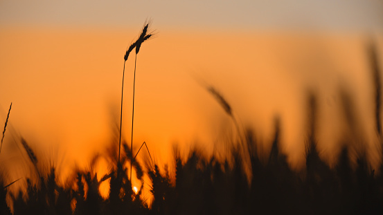 Under The Warm Hues Of The Setting Sun,Wheat Ears Sway Gracefully In The Agricultural Field