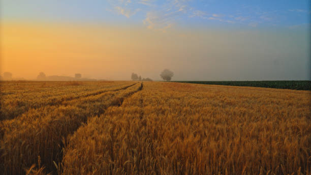istock Wheat Field Against Blue Cloudy Sky During Sunset 2025414104