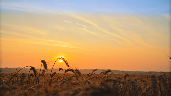 As The Sun Sets,A Captivating Scene Unfolds In A Sun-Kissed Wheat Field,Casting A Warm,Golden Glow On The Ears Of Wheat,Creating A Serene And Enchanting Landscape