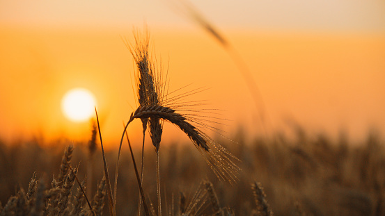 Beautiful field of wheat on sunset