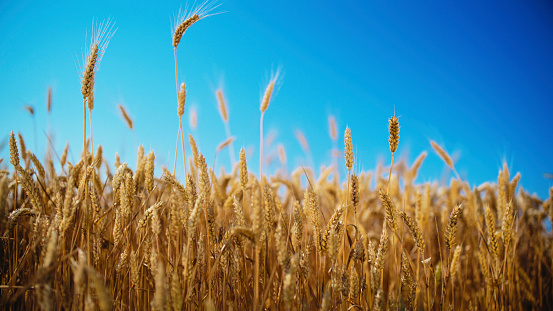 Dense Wheat Field Stretches Beneath A Blue Sky In The Countryside