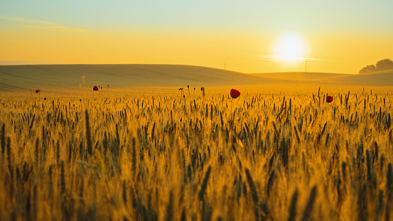 Tranquil Sunset Paints A Wheat Field With The Vibrant Hues Of Red Poppies,Creating A Breathtaking Rural Landscape