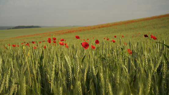 Vast Green Wheat Field Comes Alive With The Vibrant Charm Of Red Poppies,Creating A Striking And Picturesque Landscape