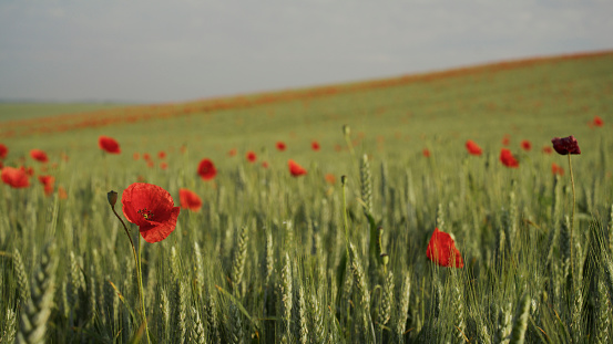 close up of red poppy flowers in a field