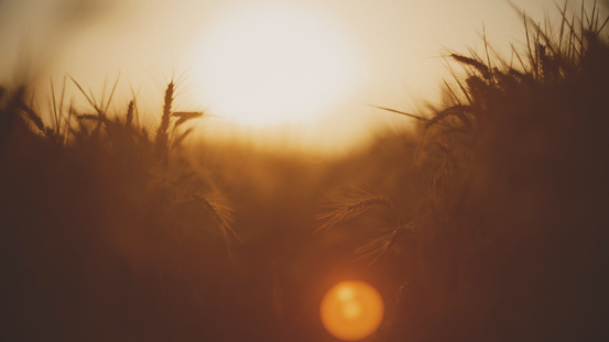 Radiant Lens Flare Enhances The Golden Glow Of The Sunset Over A Vast Wheat Field,Creating A Stunning And Ethereal Atmosphere In The Rural Landscape