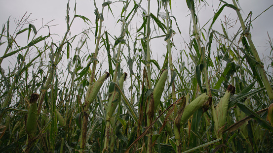 Corn field and corn plants damaged by a hailstorm. Plants stripped of leaves, stalks broken off, and whole field beaten down.