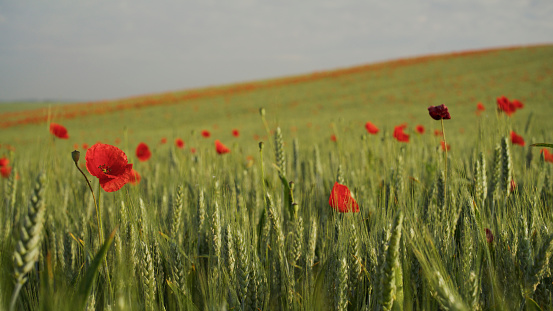 Red Poppies Bloom Gracefully On A Lush Green Wheat Field,Adding A Touch Of Vibrant Beauty To The Tranquil Countryside