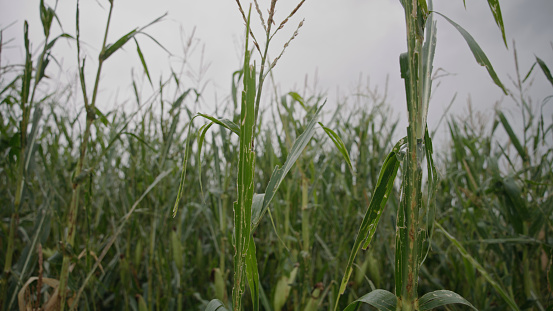 Corn field and corn plants damaged by a hailstorm. Plants stripped of leaves, stalks broken off, and whole field beaten down.