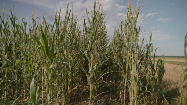 우박 피해와 폭우로 농업 파괴 - storm corn rain field 뉴스 사진 이미지