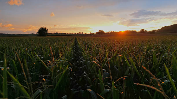 istock At Sunset,A Vast Cornfield Turns Into A Captivating Silhouette,Casting Long Shadows And Creating A Serene Rural Scene 2025415262