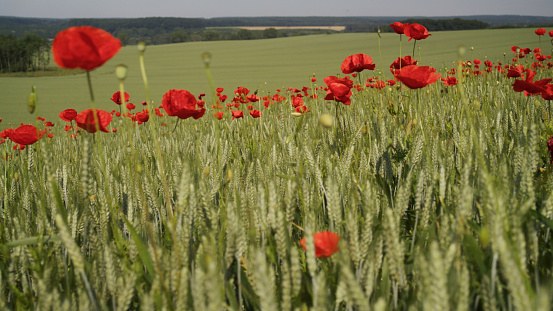 Red Poppies Delicately Bloom Among Fresh Green Wheat Ears On A Vast Agricultural Field