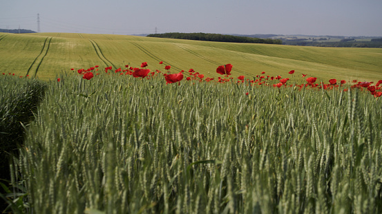 Red Poppies Bloom In The Heart Of A Vast Green Wheat Field,Adding A Burst Of Color To The Tranquil Countryside