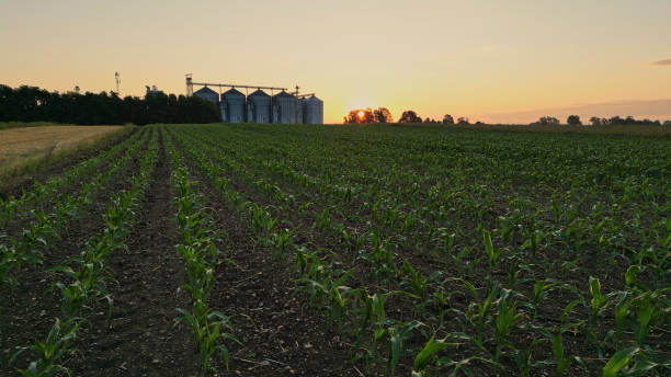 istock Lush Green Rural Field With Silo Storage Tanks During Sunset 2025416320
